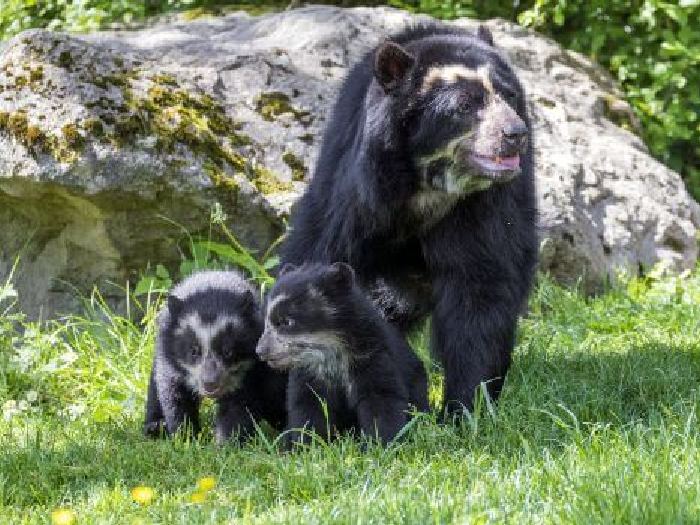 Семья очкового медведя